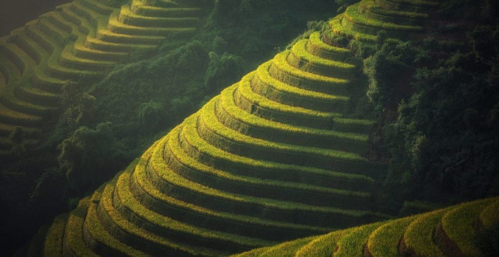 agricoltura in vietnam