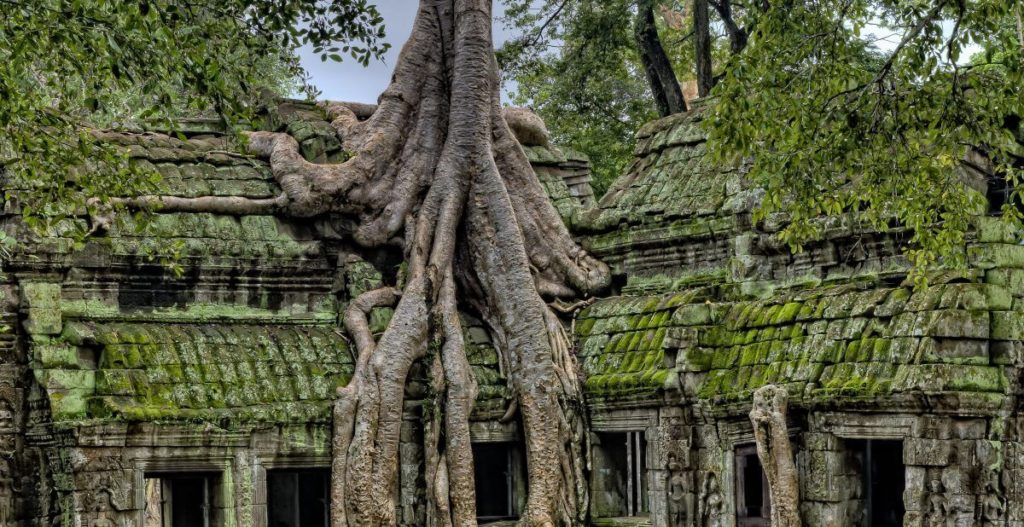 alberi su templi
Quando andare in Cambogia