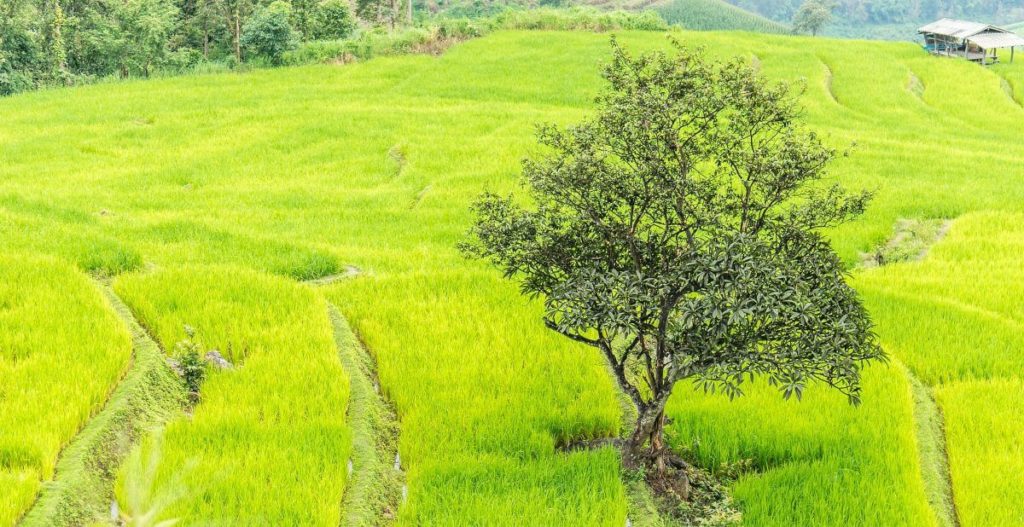 rice field
Tour Classico della Thailandia