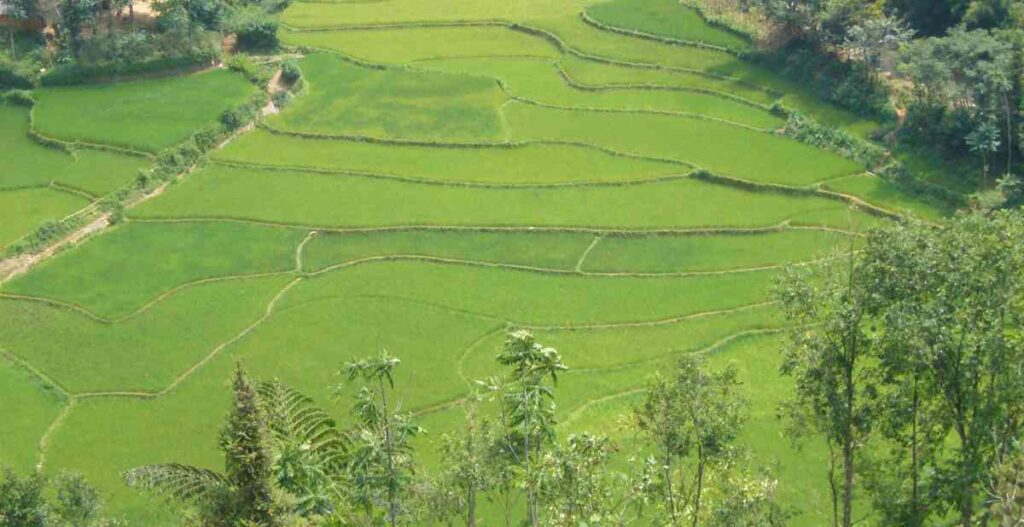 veduta dall'alto dei campi verdi nel nord del vietnam
Vietnam: Da Nord a sud