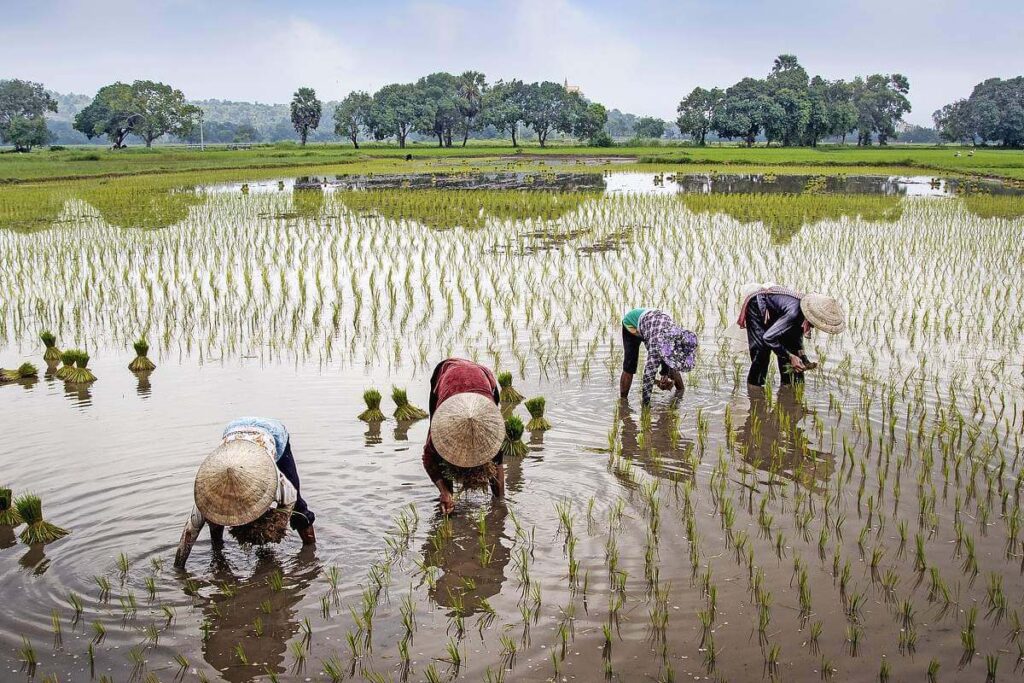 vietnamiti al raccolto